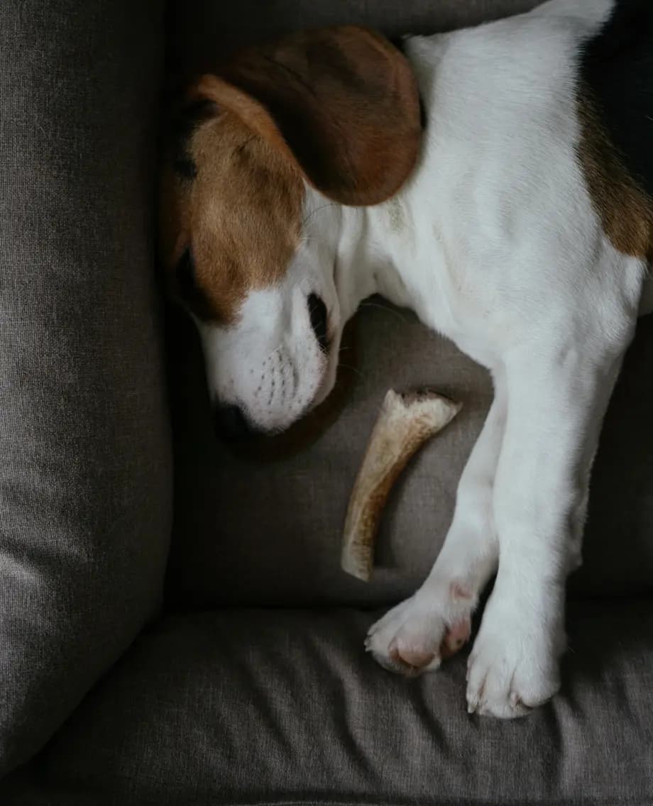 Dog sleeping in a comfortable bed